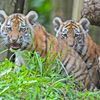 Zoo Zlín - tygři ussurijští