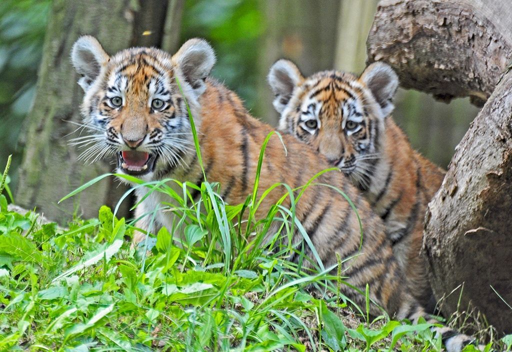 Zoo Zlín - tygři ussurijští