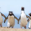 Finalisté soutěže Nikon Comedy Wildlife Awards 2024