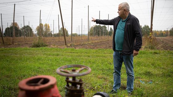 Dobré pivo bude luxus, běžný člověk už si ho nedá. Český chmel trpí a rychle mizí