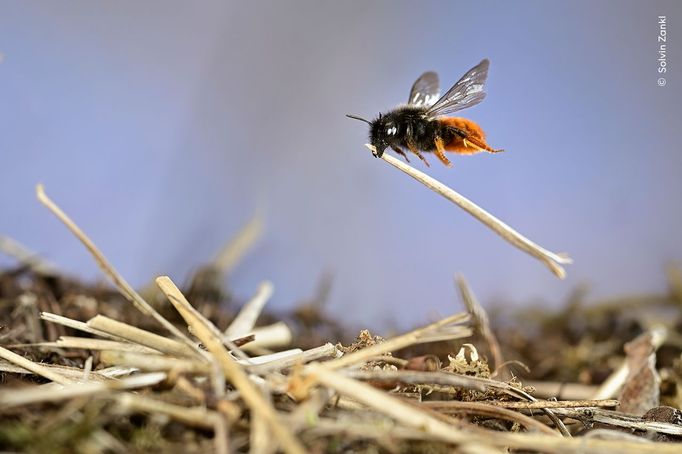 Fotografie ze soutěže Wildlife Photographer of the Year 2023