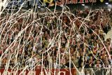 SK Slavia Praha postoupila přes Ajax Amsterdam do Ligy mistrů, oslavy mohou začít!