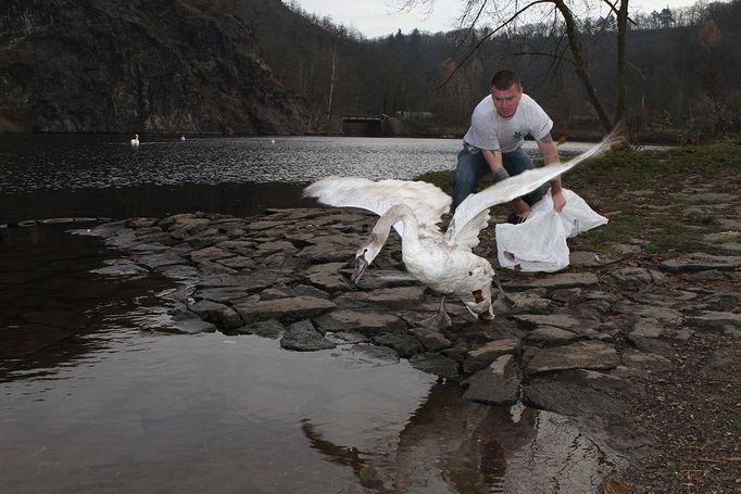 Tato mladá labuť nezvládla noční přelet a narazila do kopce poblíž Petrova. Ačkoli se nijak nezranila, skončila v malém potůčku v údolí u osady Havaj, odkud neměla šanci sama odletět. Pracovníci zvířecí záchranky jí odchytli a odvezli na Vltavu do nedaleké Davle.