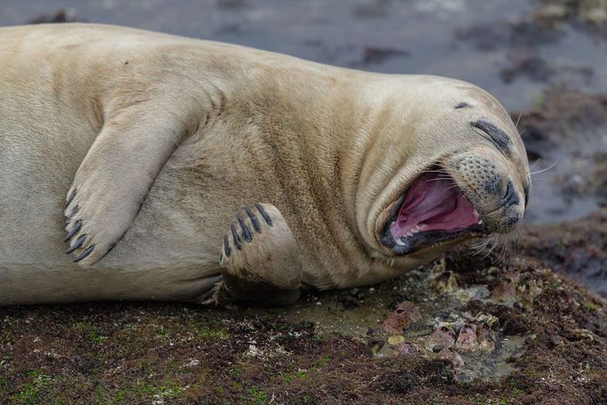 Comedy Wildlife Photography Awards 2017, finalisté soutěže