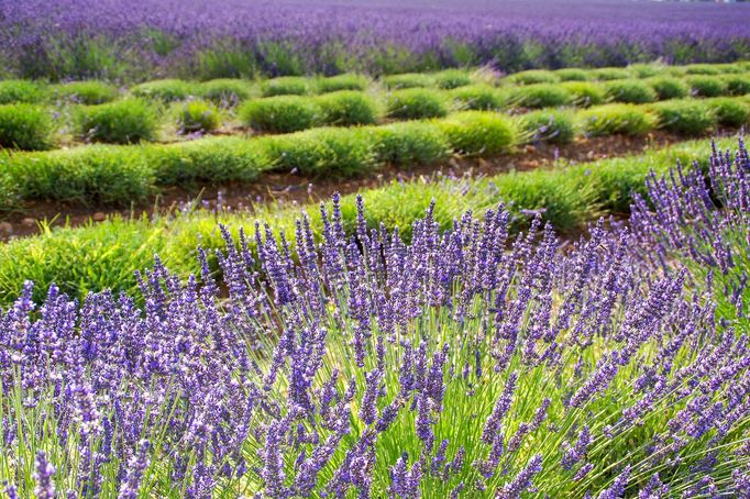 Levandulová pole v Provence