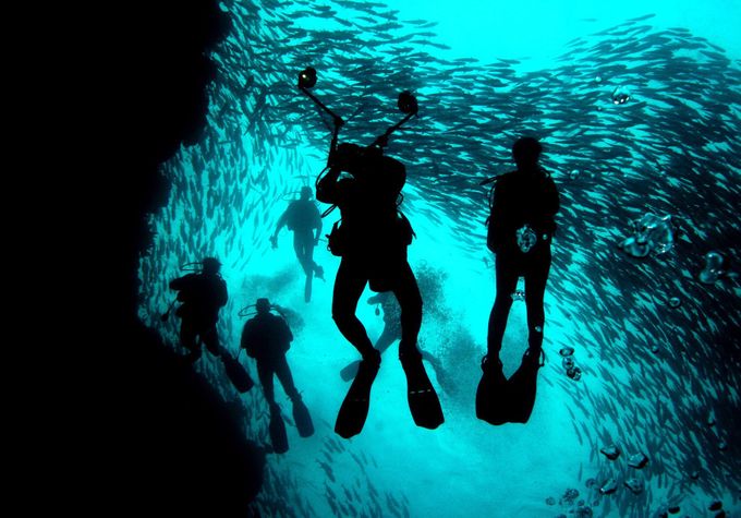 A group of silhouetted scuba divers swim underwater at a diving site near the island of Sipadan