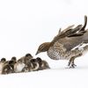 Wildlife Photographer of the Year 2023. Snímky nominované na cenu veřejnosti People Choice Award
