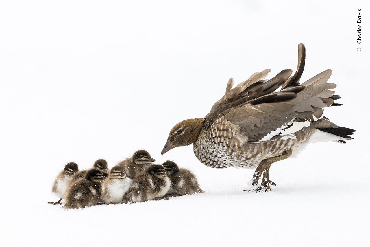 Wildlife Photographer of the Year 2023. Snímky nominované na cenu veřejnosti People Choice Award
