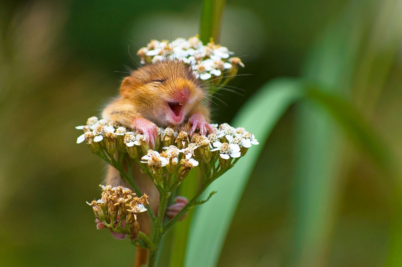 Comedy Wildlife Photography Awards 2017, finalisté soutěže