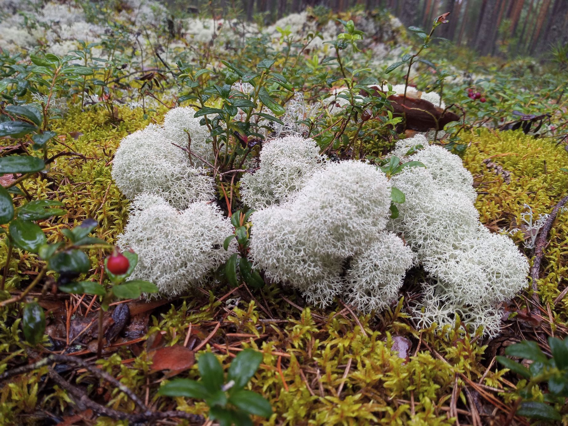 Archiv Michaely Ahonen