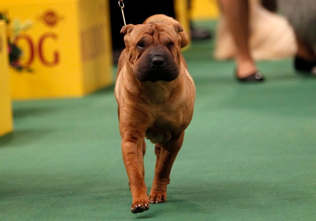 Westminster Kennel Club Dog Show