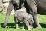 Normálně by za čerstvě narozenou sloní samičkou proudily do pražské zoologické zahrady tisíce návštěvníků denně.