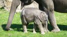 Pražské jaro v rouškách. První den v znovu otevřené zoo, lidé v botanické zahradě