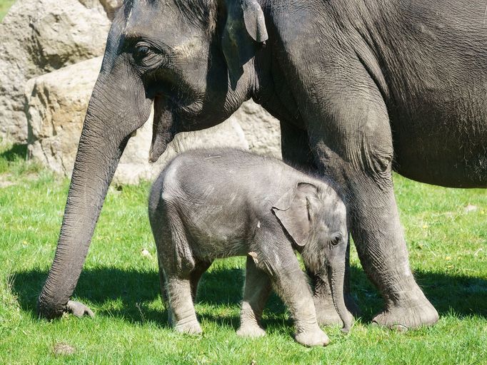 Pražské jaro v rouškách. První den v znovu otevřené zoo, lidé v botanické zahradě