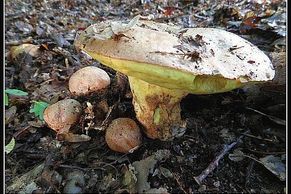 Poklady z lesa čili Nejnovější houbařské úlovky Zdeňka Peldy