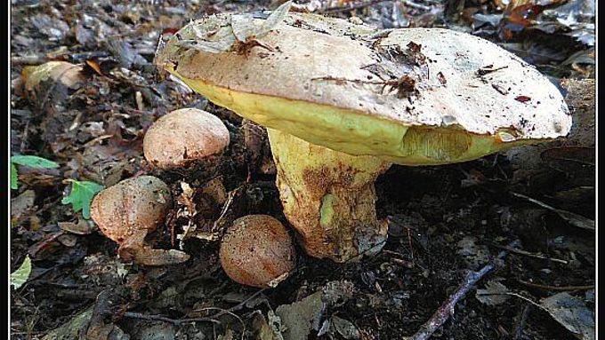 Poklady z lesa čili Nejnovější houbařské úlovky Zdeňka Peldy