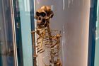 Pražské Národní muzeum vystaví od 25. srpna 3,2 milionu let starou fosilii předka člověka druhu Australopithecus afarensis známou jako Lucy. Zapůjčí ji etiopské národní muzeum. Na snímku z roku 2019 Lucy vystavená v přírodovědném muzeu ve Vídni.