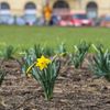 Praha, jaro, první květy, 17. března 2017