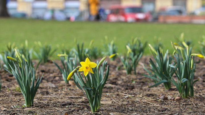 Na jižní Moravě bude ve čtvrtek až 19 stupňů, před víkendem se opět ochladí
