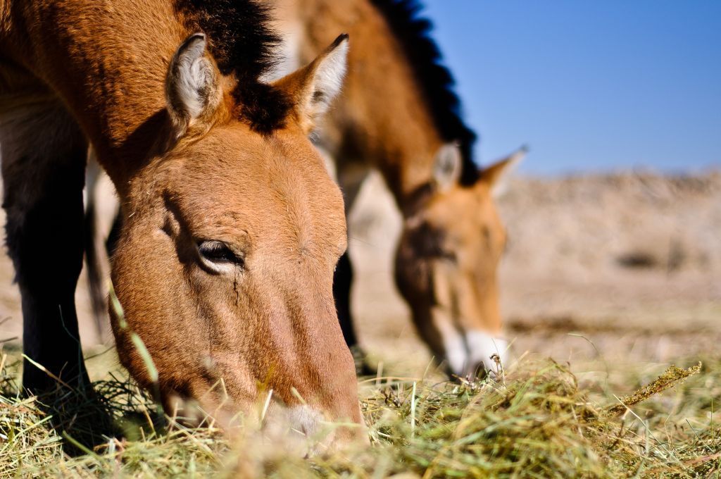 Koně Převalského v Mongolsku