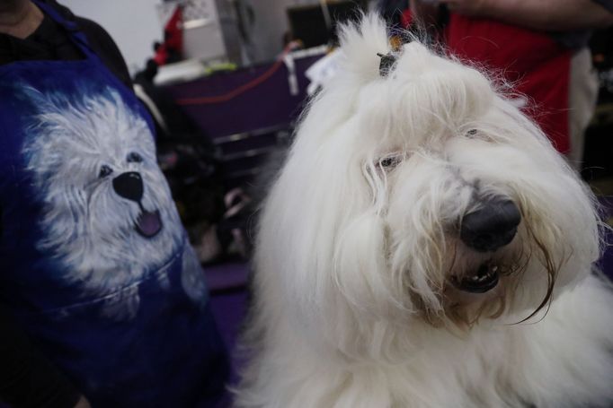 Fotografie z akce Westminster Kennel Club Dog Show, která se konala 11. 2. 2019 v New Yorku v USA.