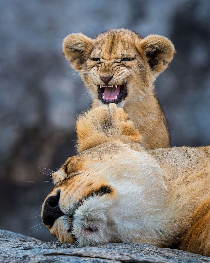 Comedy Wildlife Photography Awards - ukázky snímků z ročníku 2022