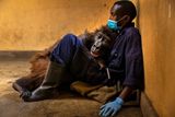 Brent Stirton (Jihoafrická republika): Loučení s Ndakasi. Autor snímku kdysi 
fotografoval záchranu gorily Ndakasi. Tehdy to ještě bylo dvouměsíční mládě, jehož tlupu vybila dřevouhelná mafie. Na tomto snímku zachytil Brent Stirton její loučení se životem. Gorila kvůli vážné nemoci zemřela ve věku 14 let. Na snímku leží v náručí svého ošetřovatele, rangera Andreho Baumy. Vítěz v kategorii Fotožurnalistika (ukázka z oceněných prací na soutěži Wildlife Photographer of the Year 2022). Canon EOS R5, objektiv 24-70 mm f/2,8, 1/160 s, f/2,8, ISO 3200.