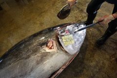 Tuňák je v ohrožení, nelovme jej, velí Brusel