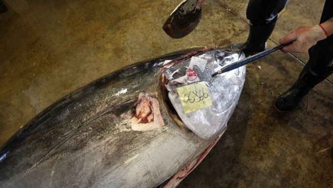 V mořích omývajících asijské břehy bude lov tuňáků pokračovat zatím dál