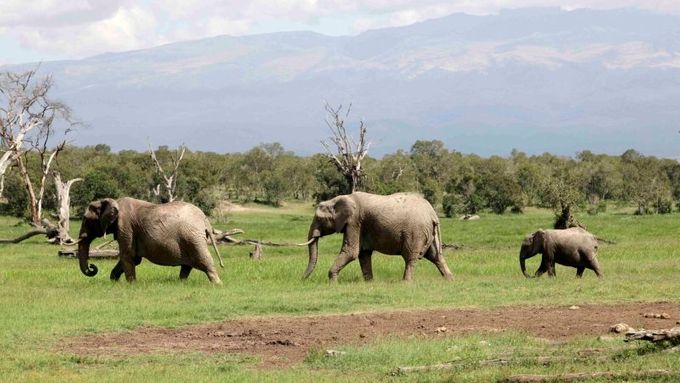 Svět obdivuje snímky českých nosorožců v Africe