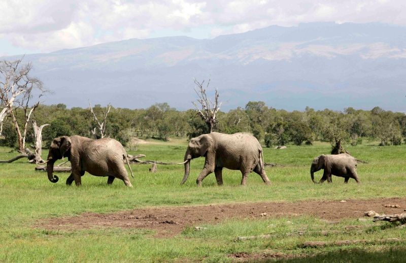 Nosorožci v Africe