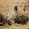 Nové mládě nosorožce v ZOO Dvůr Králové
