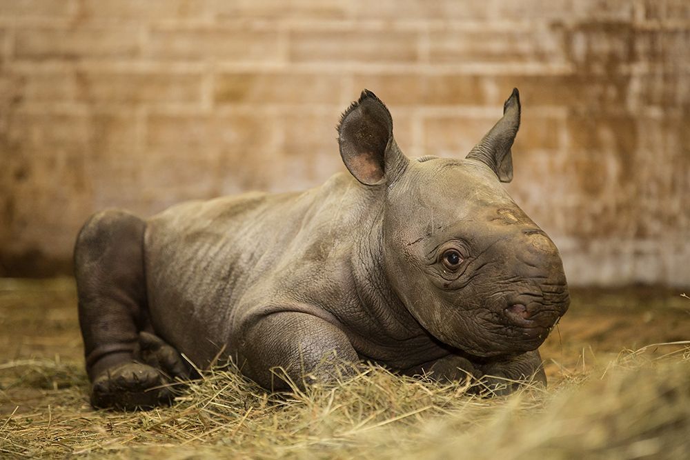 Nové mládě nosorožce v ZOO Dvůr Králové