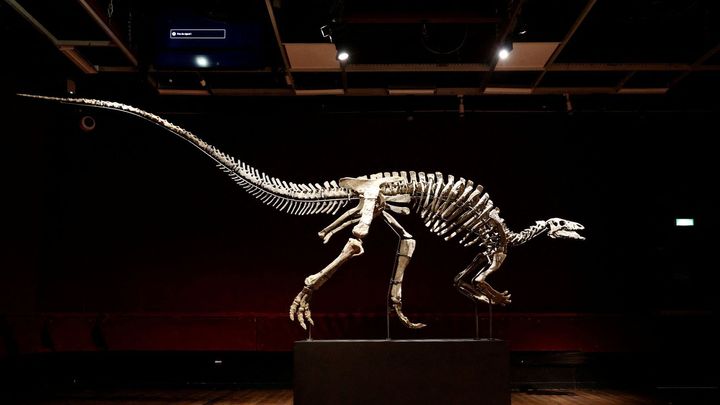 V Paříži draží kostru dinosaura Barryho. Prodat by se mohla za 30 milionů korun