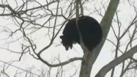 Medvěd padal z vysokého stromu do trampolíny. V cestě číhaly větve a kmen