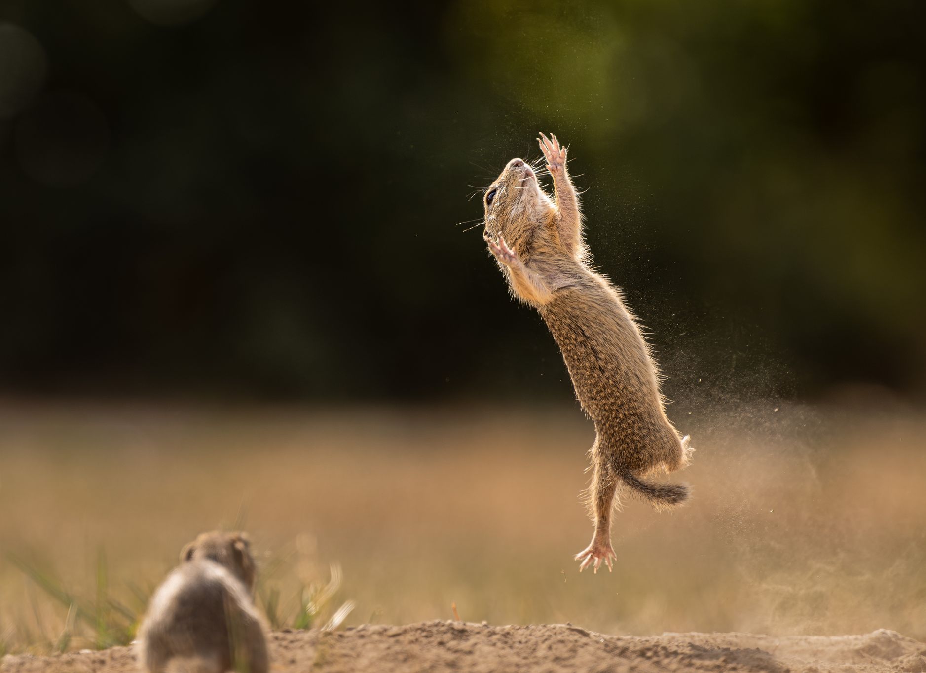 Finalisté soutěže Comedy Wildlife Photography Awards 2023