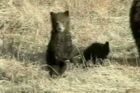 Video: Grizzly už není ohrožen