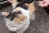 Okřídlená kočka objevená v Číně v roce 2007