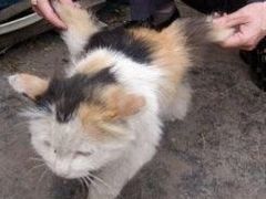 Okřídlená kočka objevená v Číně v roce 2007