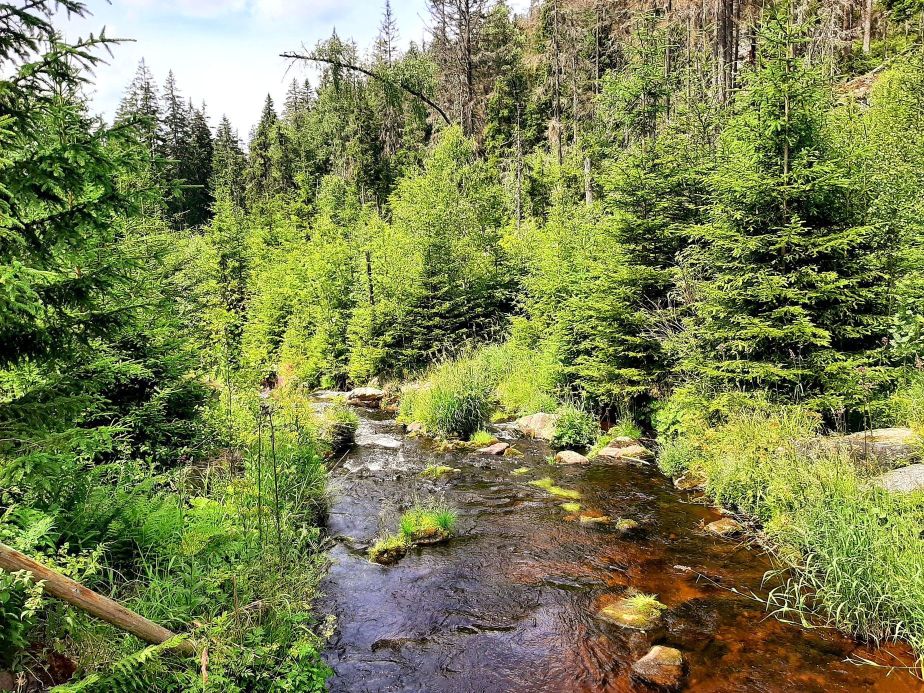 Šumava, Hamerský potok, Vydra