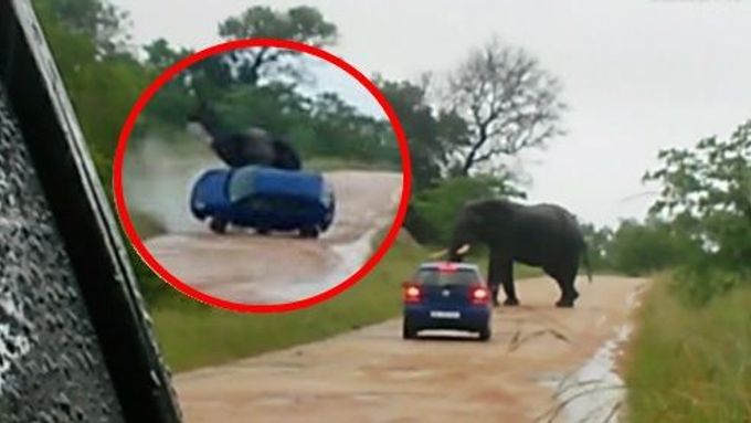 Útok slona