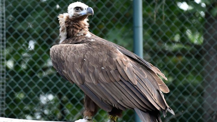 "Je to naplnění smyslu zahrady." Zoo Zlín poslala mládě supa hnědého do volné přírody