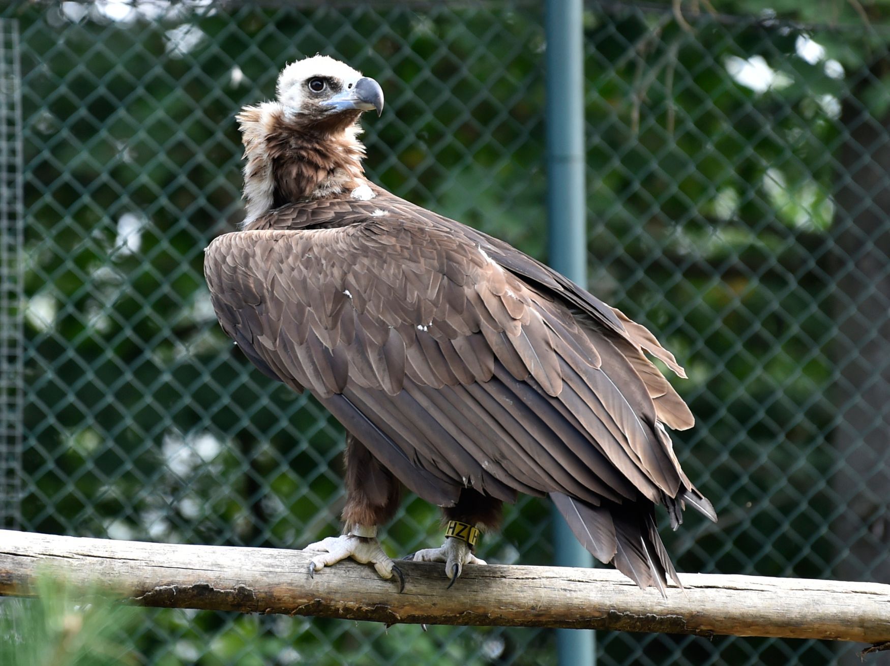 SUP HNĚDÝ (AEGYPIUS MONACHUS)