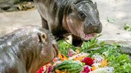 Zoo připravila pro Moo Deng a její 26letou matku Jonu narozeninový "dort" o hmotnosti 20 kilogramů. Šlo o výběr tropického ovoce vyřezaného v tradičním thajském stylu, který do výběhu donesli tři ošetřovatelé.