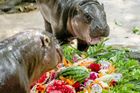 Zoo připravila pro Moo Deng a její 26letou matku Jonu narozeninový "dort" o hmotnosti 20 kilogramů. Šlo o výběr tropického ovoce vyřezaného v tradičním thajském stylu, který do výběhu donesli tři ošetřovatelé.