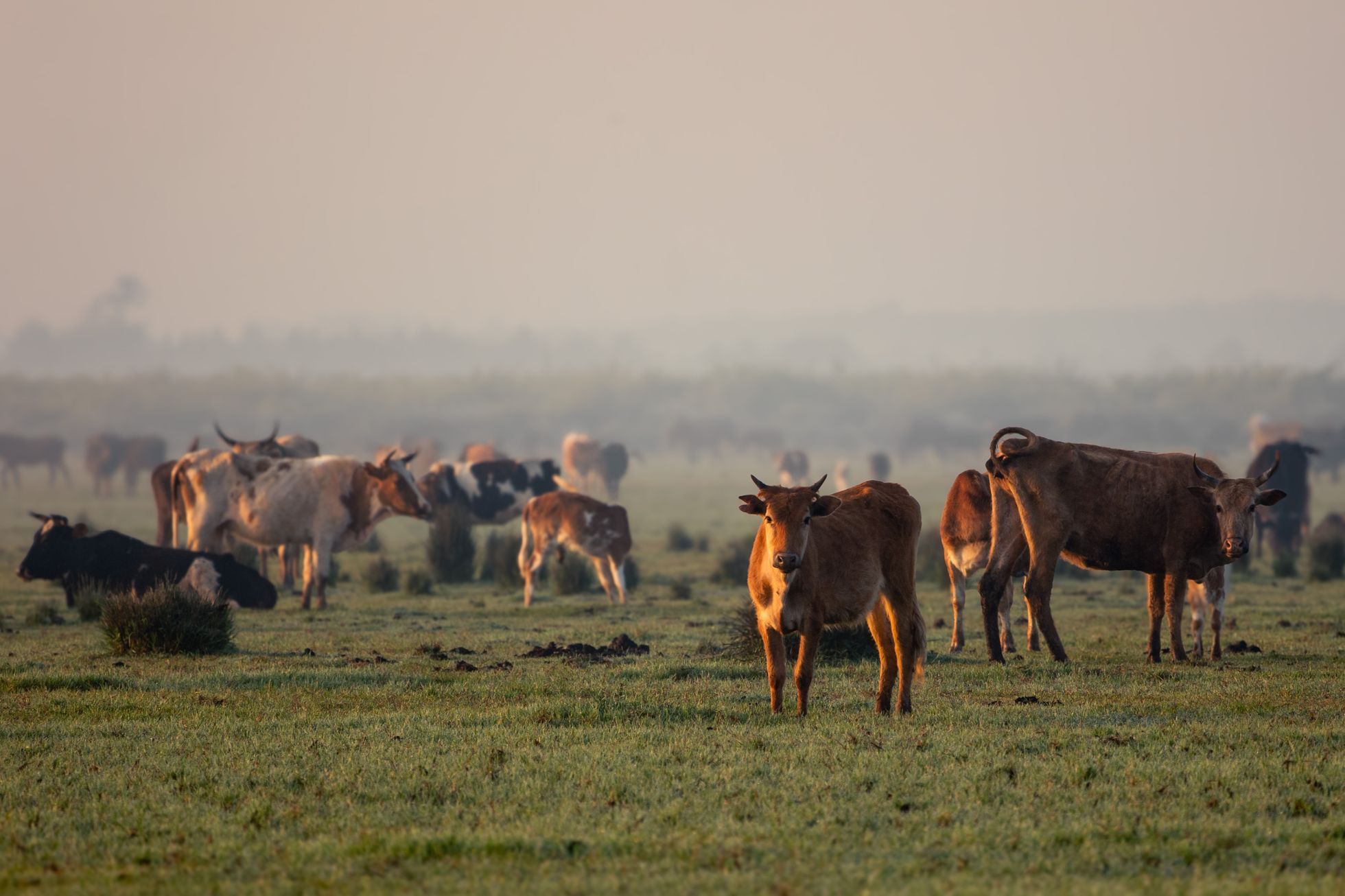 Dan Přibáň, žlutá žába, Irán volume II, příběh 8