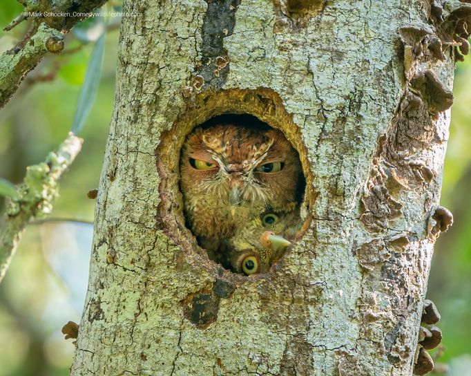 Finalisté soutěže Comedy Wildlife Photography Awards 2022