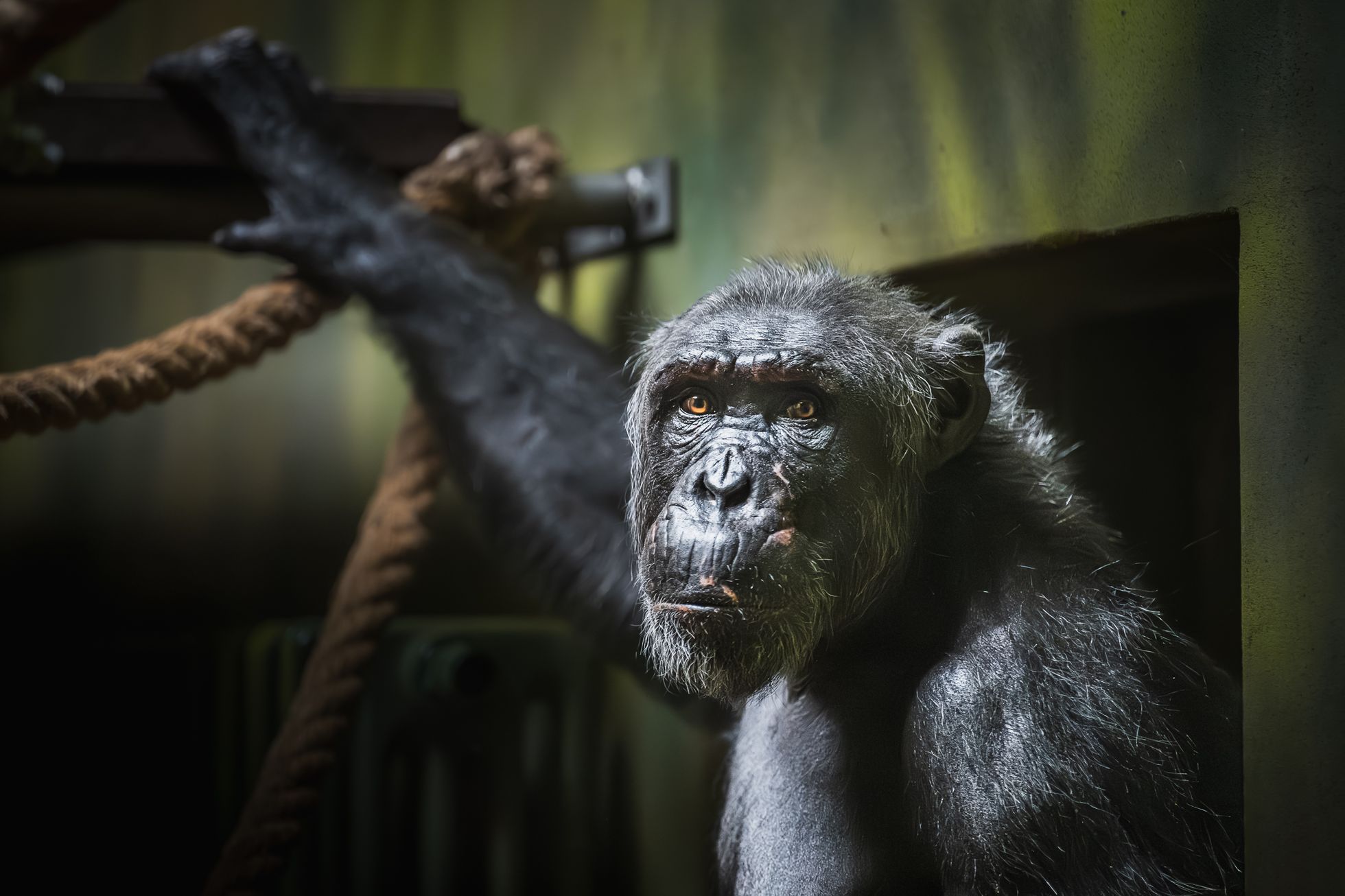 nový samec šimpanze čego