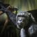 Zoo ve Dvoře Králové má nového šimpanze, Guis pomůže obnovit chov ohroženého druhu