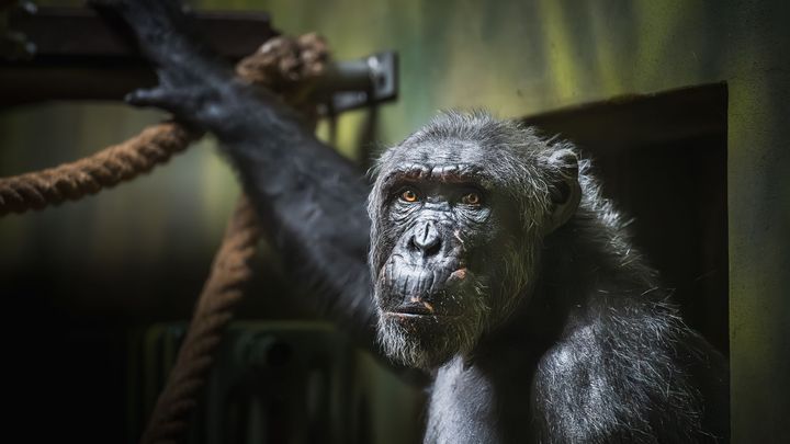 Zoo ve Dvoře Králové má nového šimpanze, Guis pomůže obnovit chov ohroženého druhu